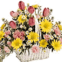 A white basket filled with assorted pink and yellow flowers such as Daisies, Tulips, Carnations and Monte Casino.
