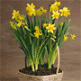 Blooming Daffodil Plants