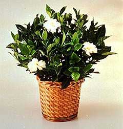 gardenia plant