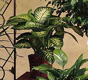 dieffenbachia